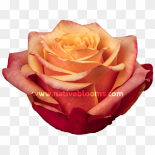 Cherry Brandy Roses - Garden Roses Clipart