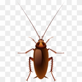 Free Png Download Cockroach Clipart Png Photo Png Images - Transparent Cockroach Clipart