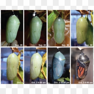 The Chrysalis Formed On September 22nd - Pupa Clipart