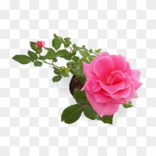 Bunga Mawar Pink Png - Garden Roses Clipart