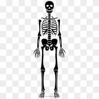 Esqueleto Png - Skeleton Clipart