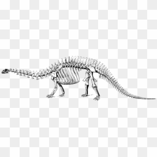 Esqueleto De Dinosaurio - Black And White Dinosaur Fossils Clipart