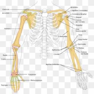 Huesos Del Miembro Superior - Bones In The Arm Clipart