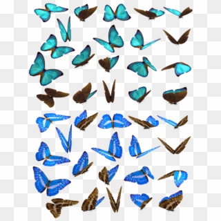 Free Photo Butterflies Swarm Butterfly Iridescent Blue - Borboletas Enxame Clipart