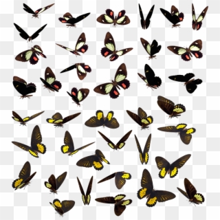 Butterfly Butterflies Swarm Insect Bug Spotted - Mariposas Enjambre Clipart