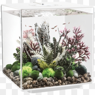 Biorb Cube - Biorb Aquarium Clipart