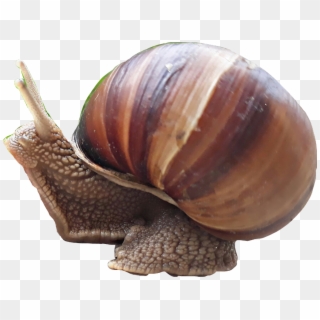 #snail #caracol - Lymnaeidae Clipart