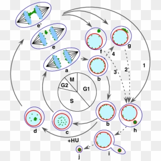 Intracellular Behaviour Of Dms And The Generation Of - Circle Clipart