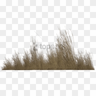 Free Png Transparent Tall Grass Png Image With Transparent - Tall Grass Grass Png Clipart