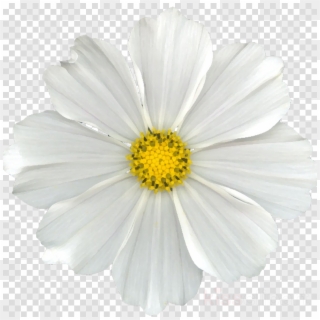 Good Flower, Daisy, Transparent Png Image &amp - Santa Claus Beard Png Clipart