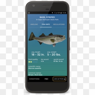 Pro Angler App Fish Info - Pacific Sturgeon Clipart