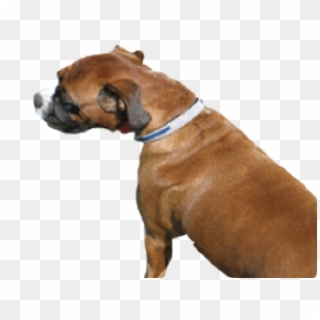Pet Collar Extra Large - Companion Dog Clipart