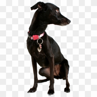 Dog Black Dog Pet Mutt Black Animal Cute Canine - Perro Negro Png Clipart
