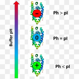 Protein Charge Is Function Of Buffer Ph - Pi Ph Clipart