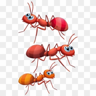 Ant Png - Ants Png Clipart Transparent Png