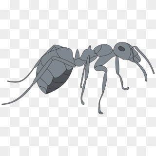 Gray View Ant Side Insect Legs - Gray Ant Clipart