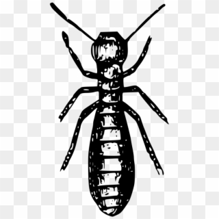 Social Insects Ant Termite Pest - Gambar Animasi Rayap Clipart