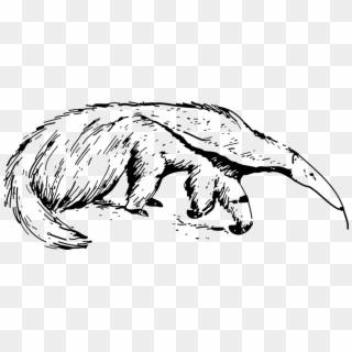 Anteater Clipart - Png Download