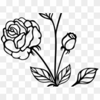 Drawn Rose Bush Black And White - Black And White Rose Transparent Clipart