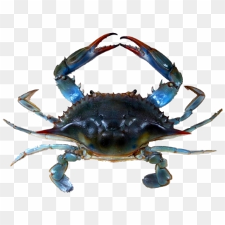 Blue Crabmeat - Jersey Blue Claw Crabs Clipart