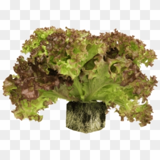 Root Ball Lettuce - Red Leaf Lettuce Clipart