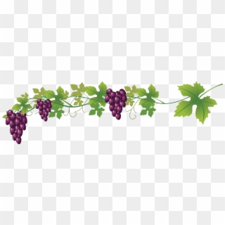 Wine Common Grape Royalty Free Clip Art - Weinrebe Clipart - Png Download