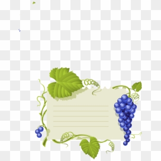 Grapevine Vector Wine Leave Clipart