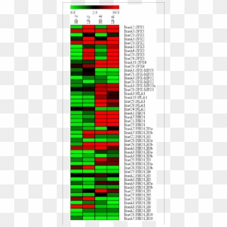 Expression Profile Of Bnaspx Genes In Response To Pi - Carmine Clipart