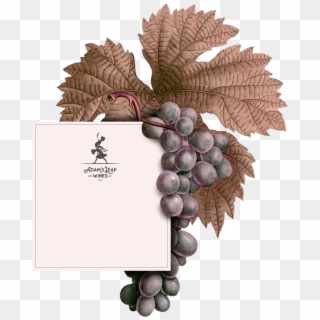 Adam's Leap Wines - Grape Clipart