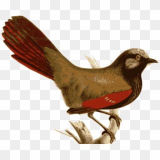 Bird Feather House Sparrow Red Leiothrichidae - Red-winged Laughingthrush Clipart