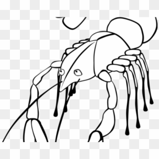 Lobster Clipart Line Drawing - Crawfish Clip Art - Png Download