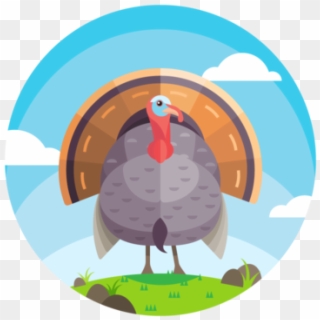 Beautiful Turkey Vector - Illustration Clipart