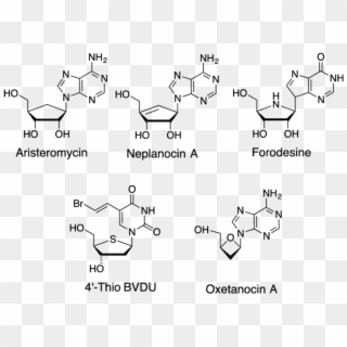 Examples Of Therapeutically Active Nucleoside Analogs - Ctp Neu5ac Nmcss Clipart