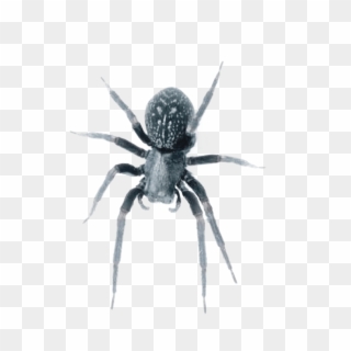 Black House Spiders Are Venomous But Are Not Considered - Black House Spider Clipart