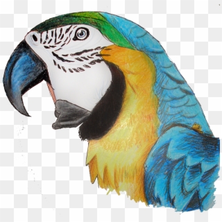 Macaw Parrot Png Pic - Pencil Crayon Parrot Clipart
