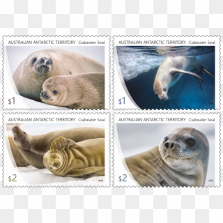 Set Of Stamps - Crabeater Seal Stamps Clipart