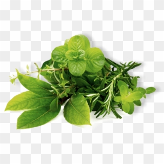 Herb Png Clipart