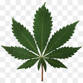 Cannabis Leaf - High Resolution Marijuana Leaf Clipart