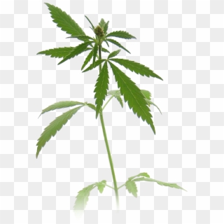Weed Plant Transparent Transparent Background - Marijuana Plant Clipart