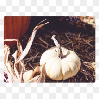 Fancy Pumpkin - Pumpkin Clipart