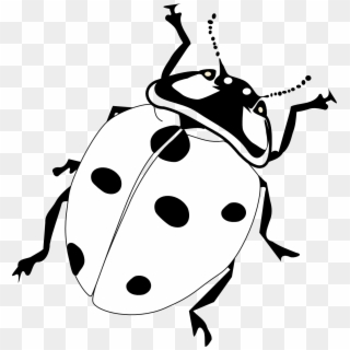 Drawing Ladybug Pen And Ink - Ladybird Black And White Clipart