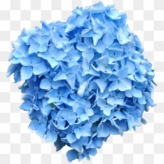 Blue Hydrangea Png - Blue Hydrangea No Background Clipart