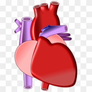 Organs Clipart Biological Heart - Heart Organ Png Transparent Png