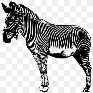 Zebra Clipart Line - Zebras Drawing Transparent Background - Png Download