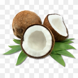 Coco-3 - Cocos Nucifera Coconut Oil Clipart