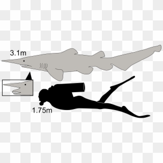Goblin Shark Size - Goblin Shark Compared To Human Clipart
