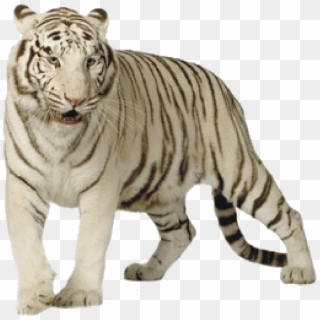 White - White Tiger Png Clipart