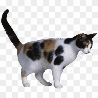 Calico Cat Clipart