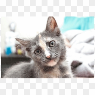 Donate To Petrescue - Kitten Clipart