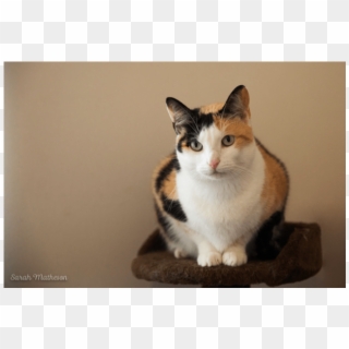 Donate To Petrescue - Domestic Short-haired Cat Clipart